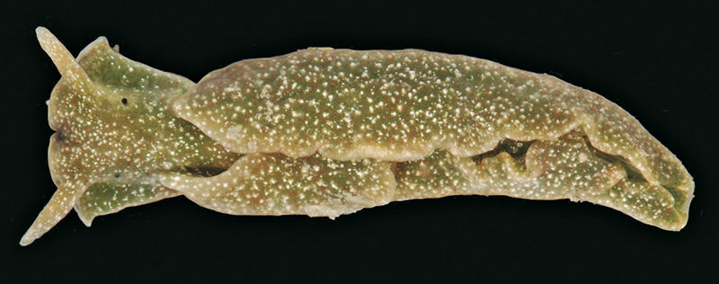 Emerald sea slug